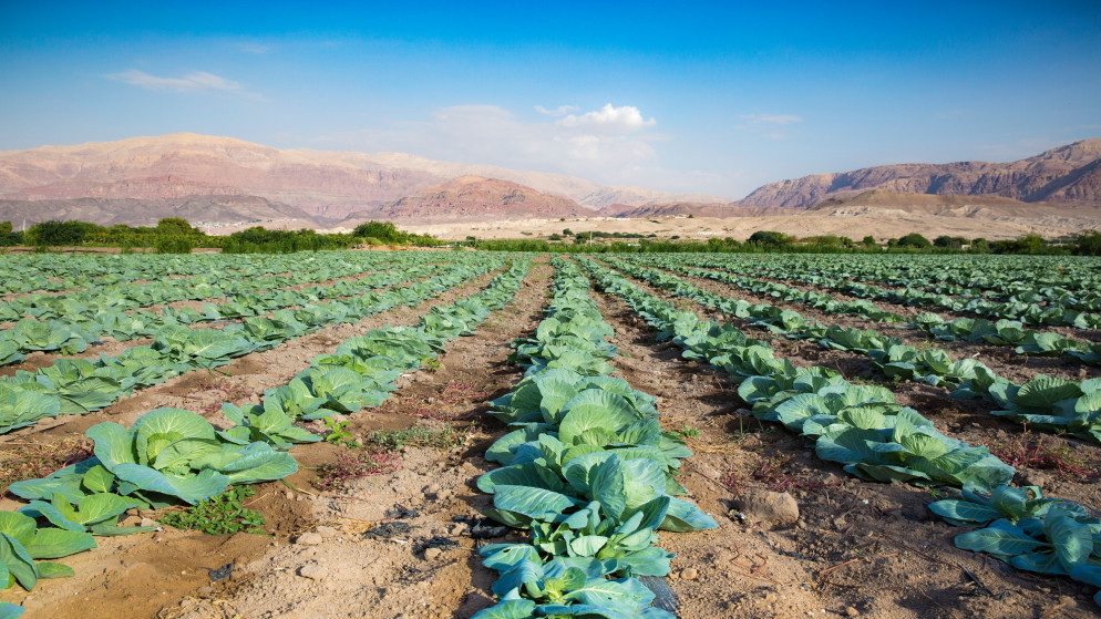 صورة توضيحية لمزرعة خضراوات في وادي الأردن. (shutterstock)