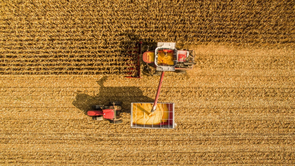 منظر من الأعلى لأعمال حصاد الذرة في الخريف. (shutterstock)