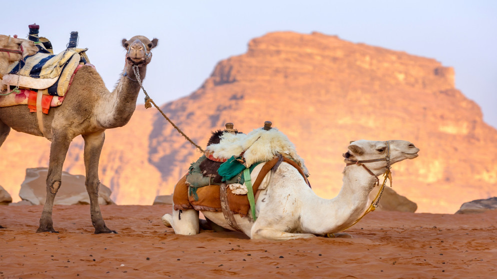 جمال تستريح على رمال صحراء وادي رم. (istockphoto)