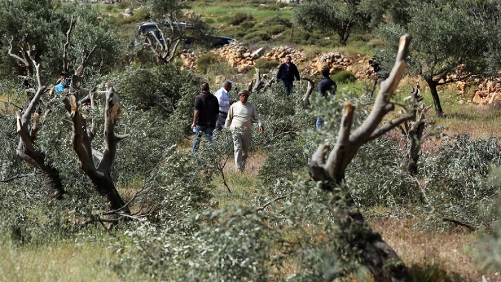 فلسطينيون في إحدى الأراضي الزراعية خلال موسم قطف الزيتون. (وفا)