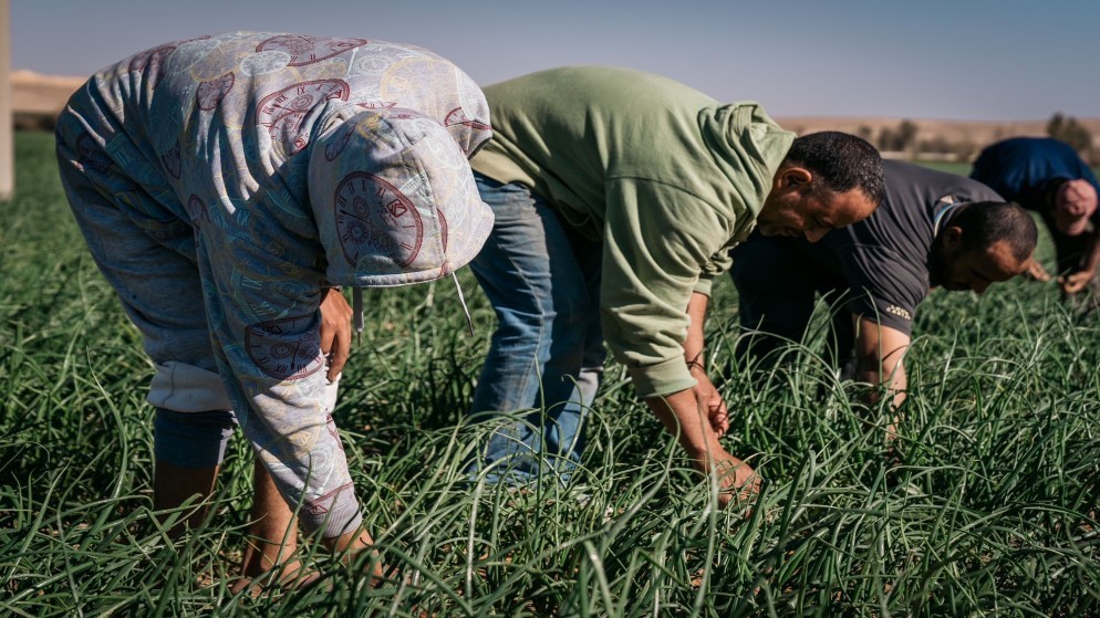 مزارعون في محطة أوهيدة الزراعية في البادية الجنوبية التي تعد نموذجا للشراكة بين القطاعين العام والخاص.