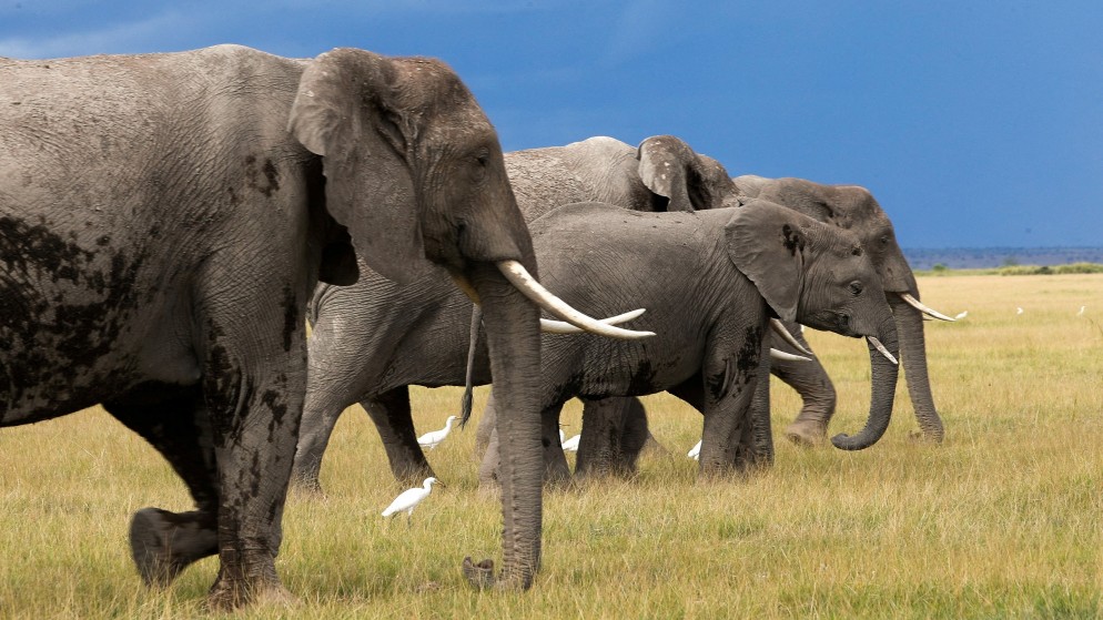 مجموعة أفيال في حديقة وطنية في كينيا. (رويترز)