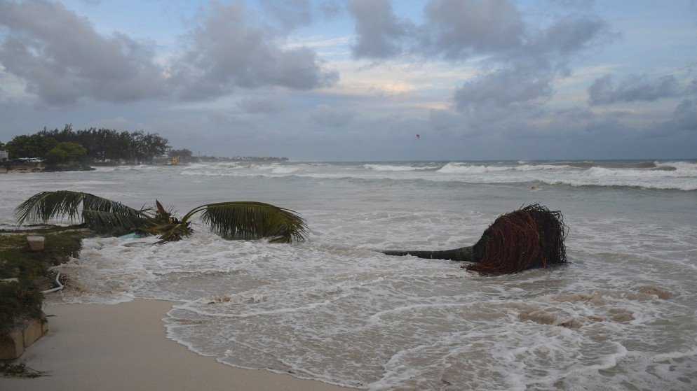 شجرة مقتلعة على الشاطئ بعد مرور إعصار بيريل في حدائق أويستينز في بربادوس. 01/07/2024. (أ ف ب)