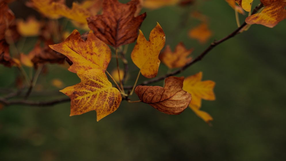 صورة تعبيرية. (istockphoto)