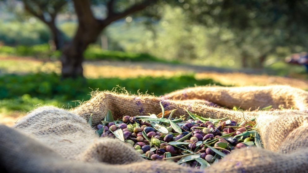 صورة توضيحية لثمار الزيتون في مزرعة خلال موسم قطف الزيتون. (istockphoto)