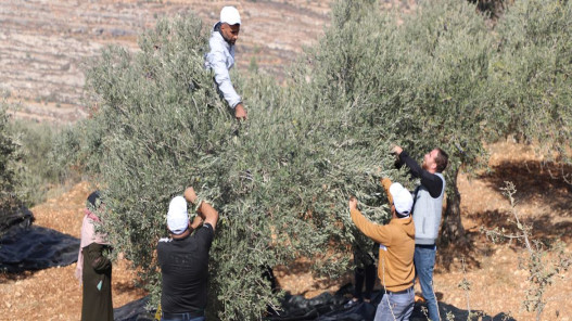  الأمم المتحدة: هجمات المستوطنين مستمرة في الضفة الغربية وندعو لمحاسبتهم 